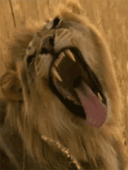Gif animé lion rugit